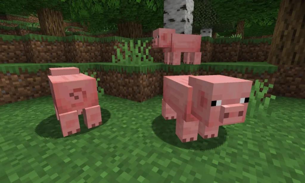 Temperate Pig