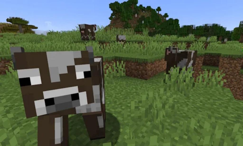Temperate Cows