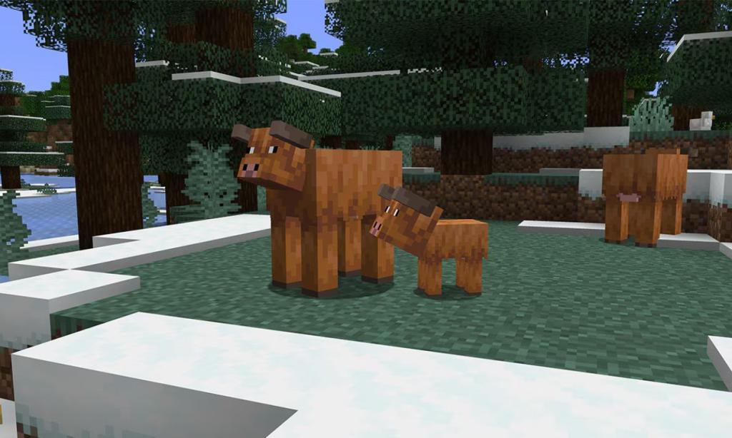 Cold Cows